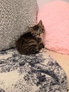 ❤️Bengal mix Adorable Kittens ❤️Last one !