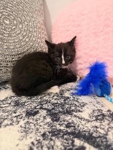 ❤️Bengal mix Adorable Kittens ❤️Last one ! - Photo 4