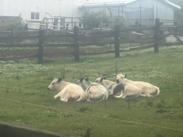 Superior Speckle Park Herd Dispersal