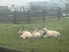 Superior Speckle Park Herd Dispersal