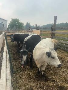 Superior Speckle Park Herd Dispersal - Photo 2
