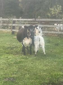 Superior Speckle Park Herd Dispersal - Photo 3