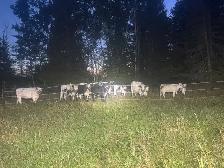 Superior Speckle Park Herd Dispersal - Photo 4