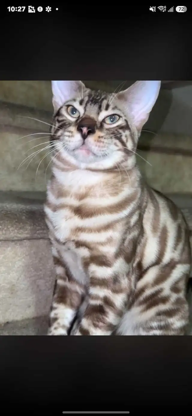 lost Bengal kitten