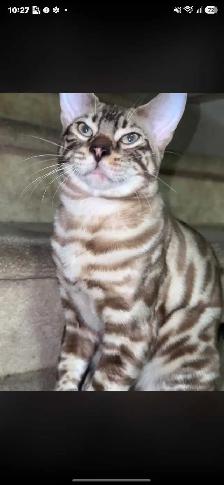 lost Bengal kitten