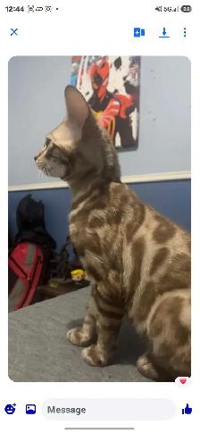 lost Bengal kitten - Photo 2