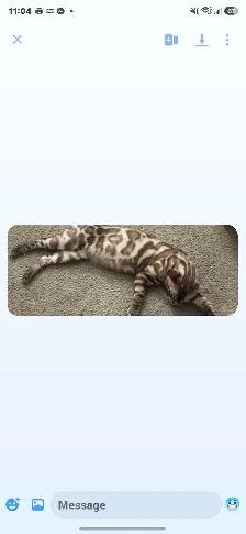 lost Bengal kitten - Photo 3