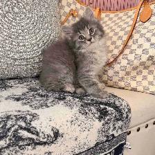 •••⭐️❤️ Siberian Bengal Kittens ❤️⭐️•••(647) 362-8118