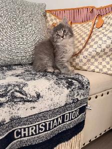 •••⭐️❤️ Siberian Bengal Kittens ❤️⭐️•••(647) 362-8118 - Photo 3