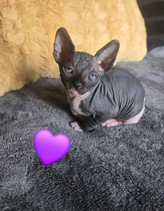 sphynx vaccinés vermifugés