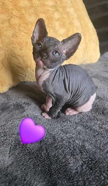 sphynx vaccinés vermifugés - Photo 2
