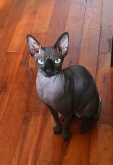 sphynx vaccinés vermifugés - Photo 10