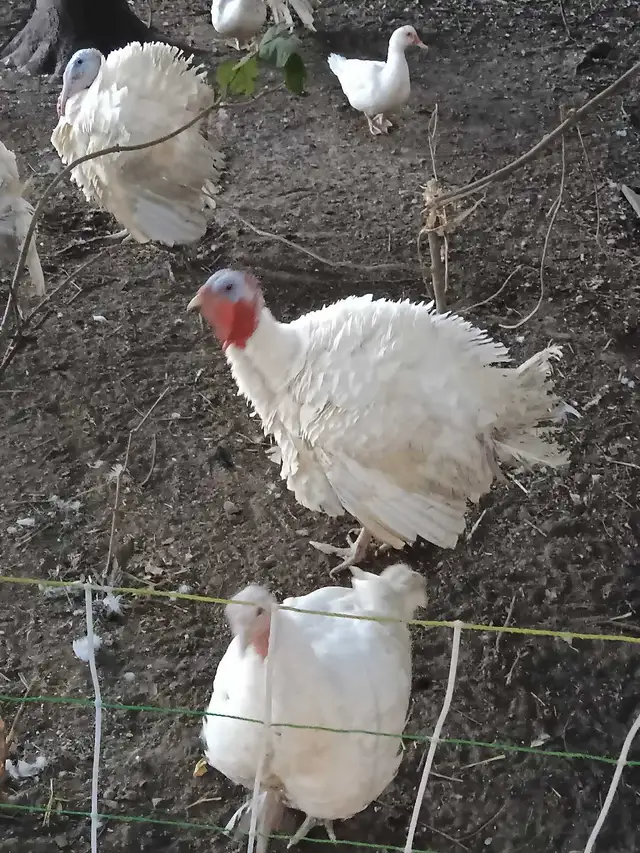 White turkeys