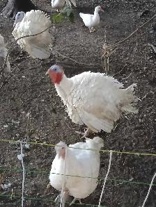 White turkeys