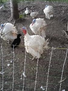 White turkeys - Photo 2