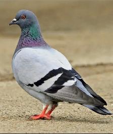 pigeons-feeders