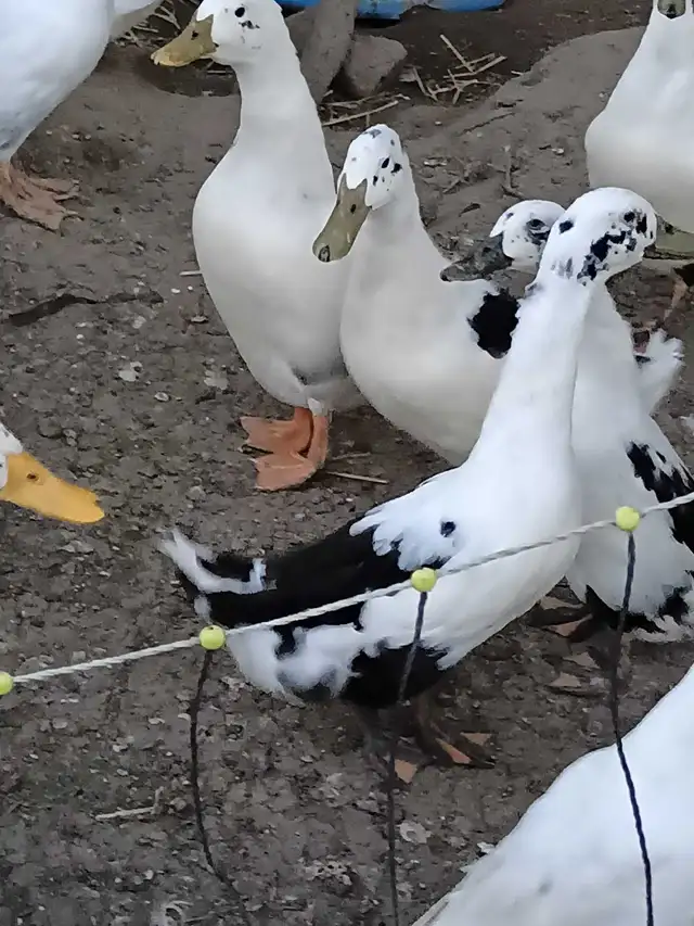 Ducks Male