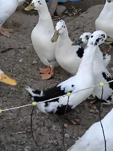 Ducks Male