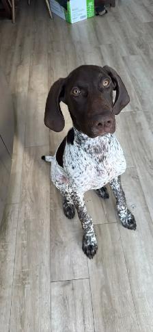 German Shorthair Pointer