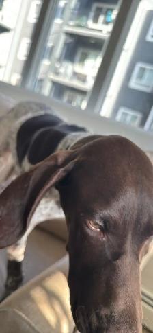 German Shorthair Pointer - Photo 5