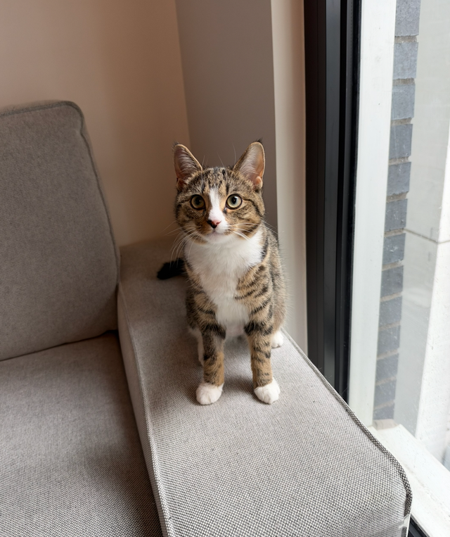 Bengal mix female kitten  – Spayed, Vaccinated & Dewormed