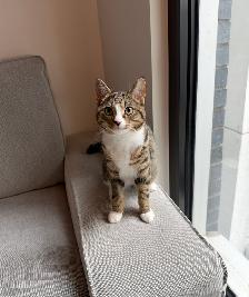 Bengal mix female kitten  – Spayed, Vaccinated & Dewormed