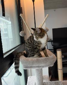 Bengal mix female kitten  – Spayed, Vaccinated & Dewormed - Photo 2
