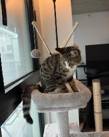 Bengal mix female kitten  – Spayed, Vaccinated & Dewormed - Photo 3