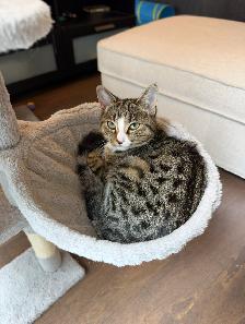 Bengal mix female kitten  – Spayed, Vaccinated & Dewormed - Photo 4