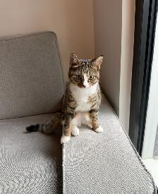 Bengal mix female kitten  – Spayed, Vaccinated & Dewormed - Photo 5