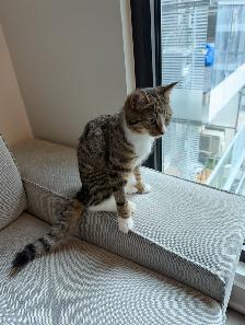 Bengal mix female kitten  – Spayed, Vaccinated & Dewormed - Photo 6