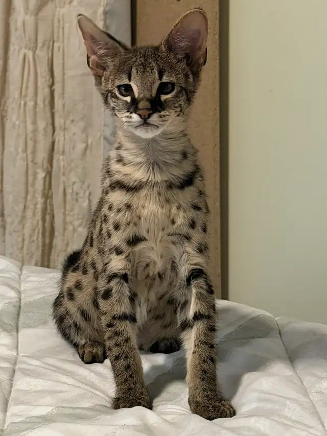 Chaton savannah F2 kitten