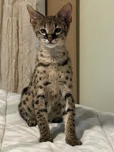 Chaton savannah F2 kitten