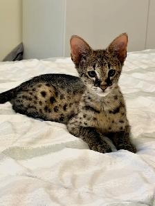 Chaton savannah F2 kitten - Photo 2