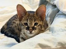 Chaton savannah F2 kitten - Photo 3