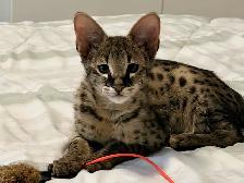 Chaton savannah F2 kitten - Photo 4