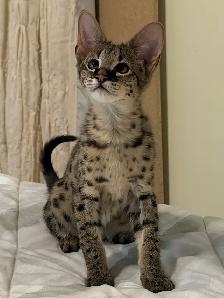 Chaton savannah F2 kitten - Photo 5