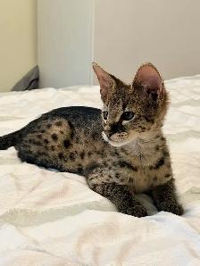 Chaton savannah F2 kitten - Photo 6