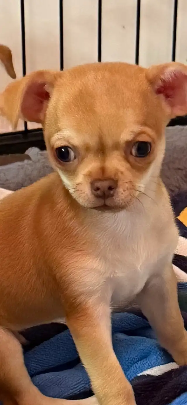 Chihuahua puppy
