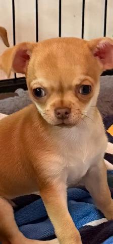 Chihuahua puppy