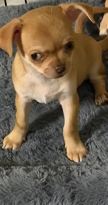 Chihuahua puppy - Photo 2