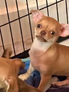 Chihuahua puppy - Photo 3