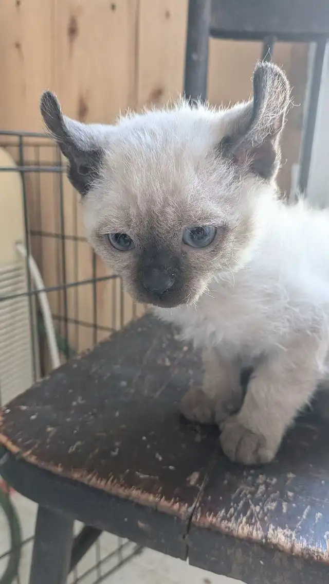 Chatons highland lynx