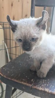 Chatons highland lynx