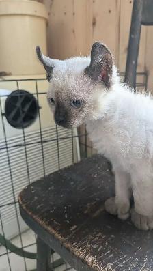 Chatons highland lynx - Photo 2