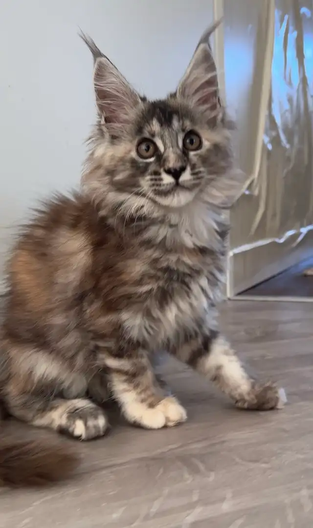Stunning Maine Coon Kittens: Ready Now   November