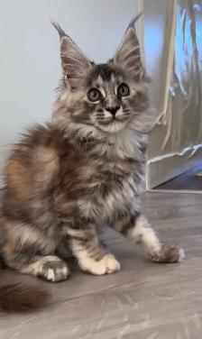Stunning Maine Coon Kittens: Ready Now   November