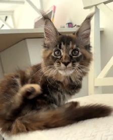 Stunning Maine Coon Kittens: Ready Now   November - Photo 8