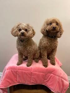 Mini Poodles