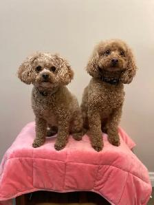 Mini Poodles - Photo 2